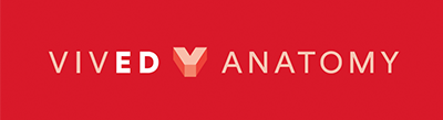 Vived Anatomy Vived Anatomy Logo